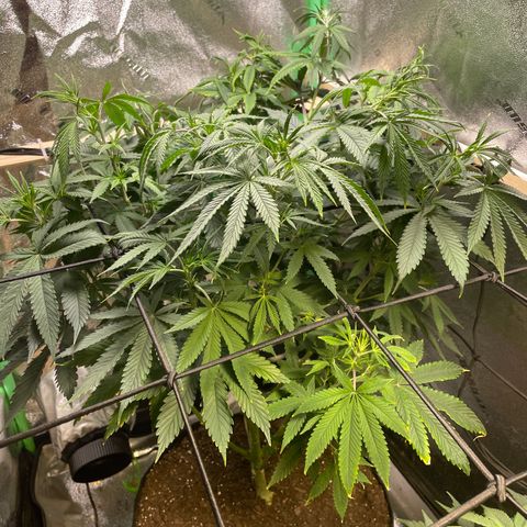 Mystery Seed Sativa growlog timeline photo