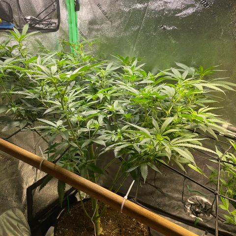 Mystery Seed Sativa growlog timeline photo