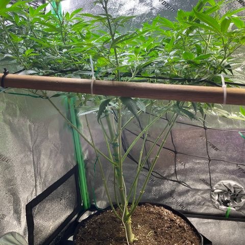 Mystery Seed Sativa growlog timeline photo