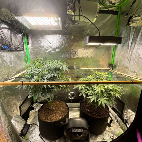 Mystery Seed Sativa growlog timeline photo