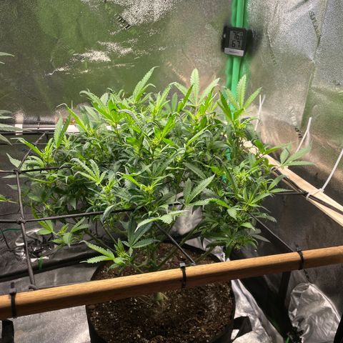 Mystery Seed Sativa growlog timeline photo