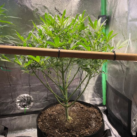 Mystery Seed Sativa growlog timeline photo