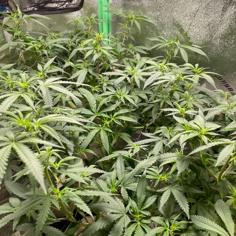 Mystery Seed Sativa growlog timeline photo