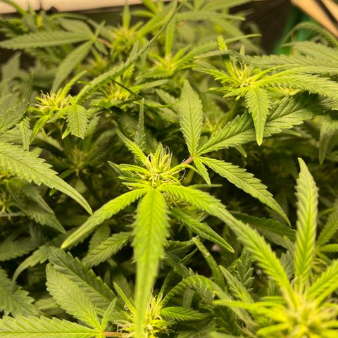 Mystery Seed Sativa growlog timeline photo