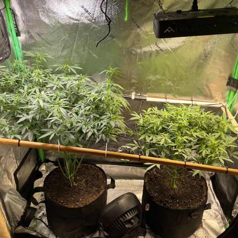 Mystery Seed Sativa growlog timeline photo