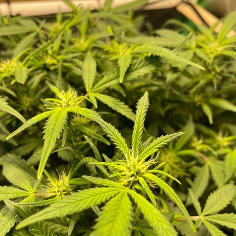 Mystery Seed Sativa growlog timeline photo