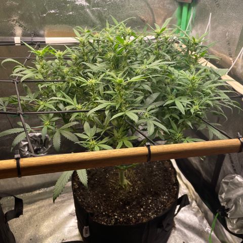 Skywalker Ghost Kush growlog timeline photo