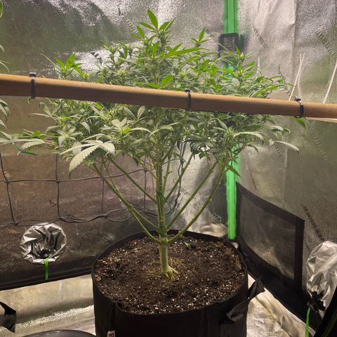 Skywalker Ghost Kush growlog timeline photo