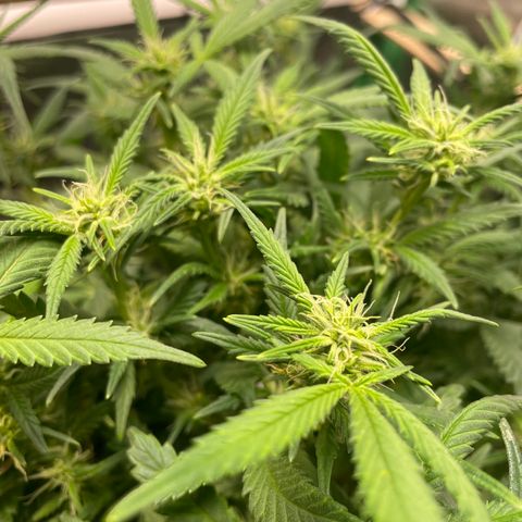 Skywalker Ghost Kush growlog timeline photo