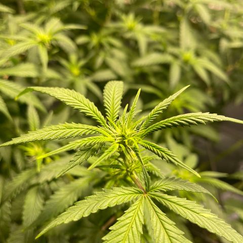 Mystery Seed Sativa growlog timeline photo
