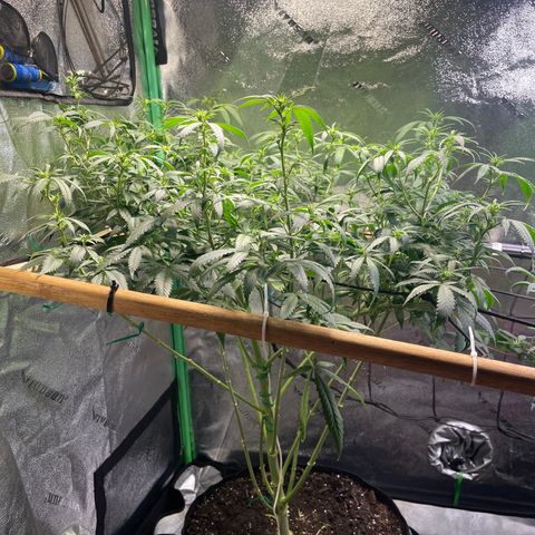 Mystery Seed Sativa growlog timeline photo