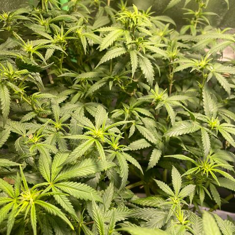 Mystery Seed Sativa growlog timeline photo