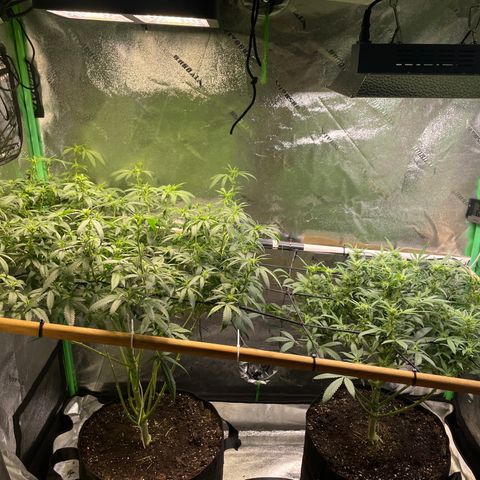 Mystery Seed Sativa growlog timeline photo