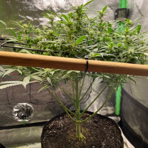 Skywalker Ghost Kush growlog timeline photo