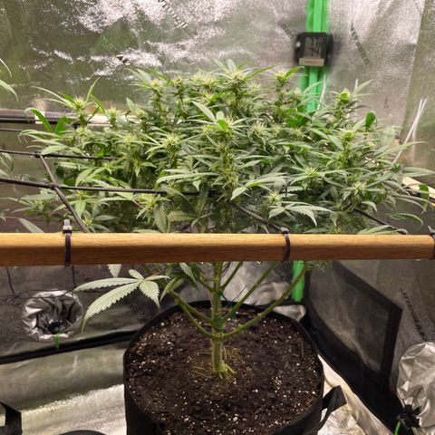 Skywalker Ghost Kush growlog timeline photo