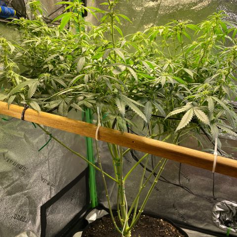 Mystery Seed Sativa growlog timeline photo