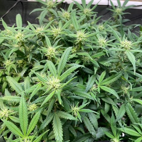Skywalker Ghost Kush growlog timeline photo