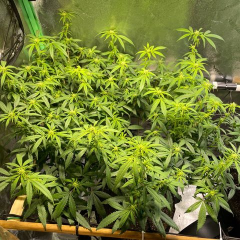 Mystery Seed Sativa growlog timeline photo