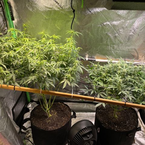Mystery Seed Sativa growlog timeline photo