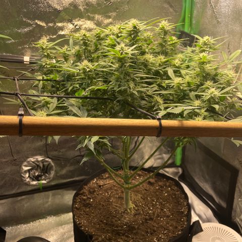 Skywalker Ghost Kush growlog timeline photo