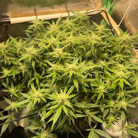 Skywalker Ghost Kush growlog timeline photo