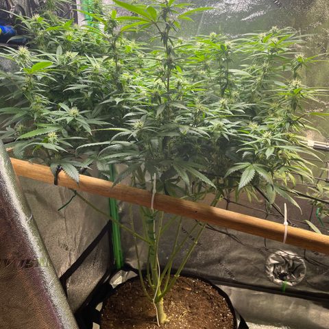Mystery Seed Sativa growlog timeline photo
