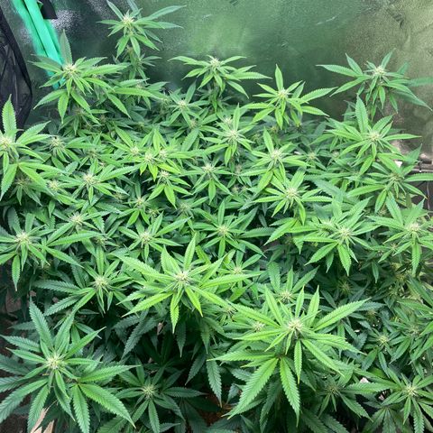 Mystery Seed Sativa growlog timeline photo