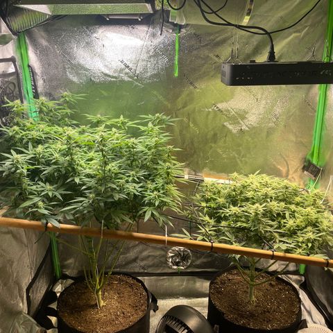 Mystery Seed Sativa growlog timeline photo