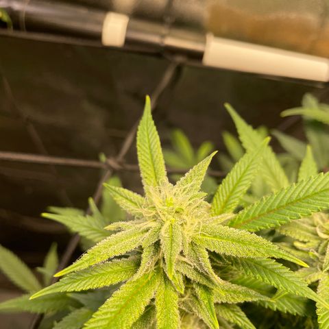 Skywalker Ghost Kush growlog timeline photo