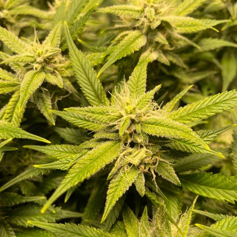 Skywalker Ghost Kush growlog timeline photo