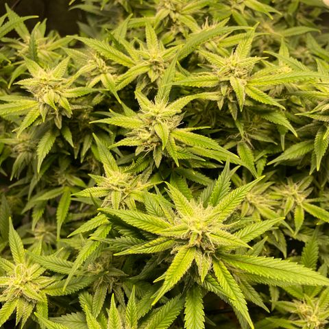 Skywalker Ghost Kush growlog timeline photo