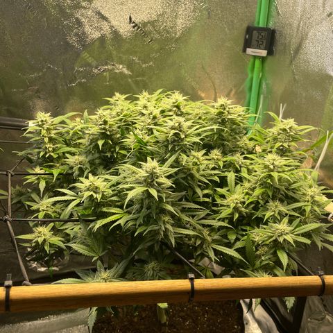 Skywalker Ghost Kush growlog timeline photo