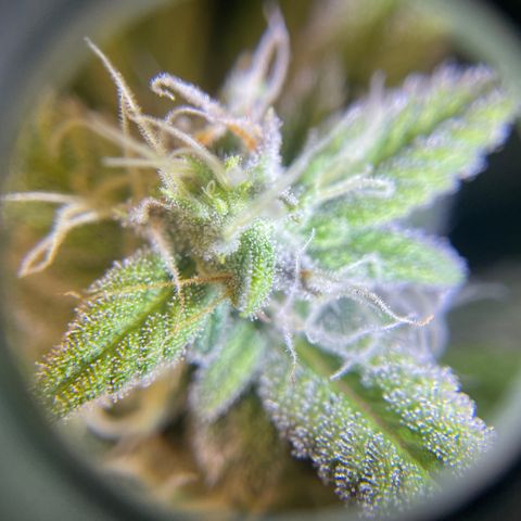 Skywalker Ghost Kush growlog timeline photo