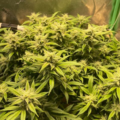 Skywalker Ghost Kush growlog timeline photo