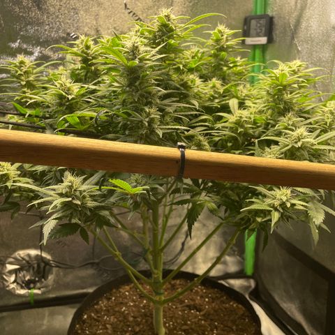 Skywalker Ghost Kush growlog timeline photo