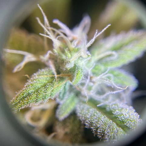 Skywalker Ghost Kush growlog timeline photo