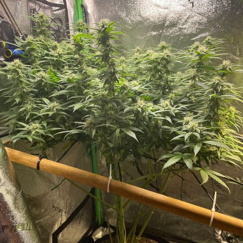 Mystery Seed Sativa growlog timeline photo