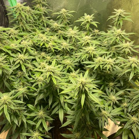 Mystery Seed Sativa growlog timeline photo