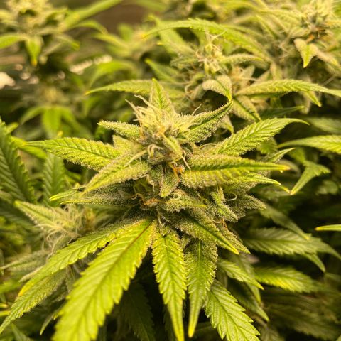 Skywalker Ghost Kush growlog timeline photo
