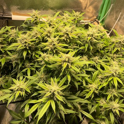 Skywalker Ghost Kush growlog timeline photo