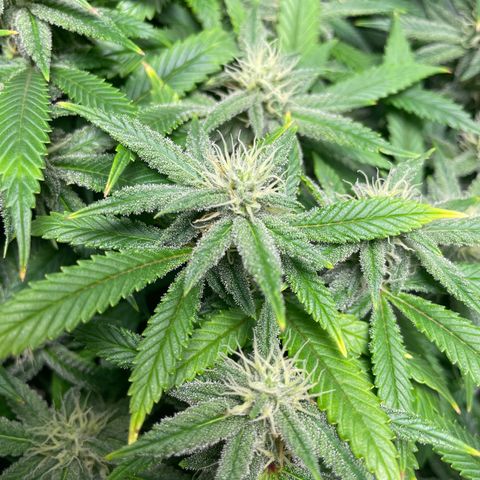 Mystery Seed Sativa growlog timeline photo
