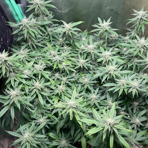 Mystery Seed Sativa growlog timeline photo