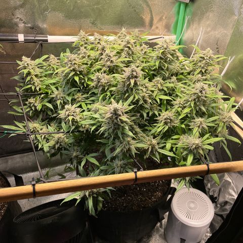 Skywalker Ghost Kush growlog timeline photo