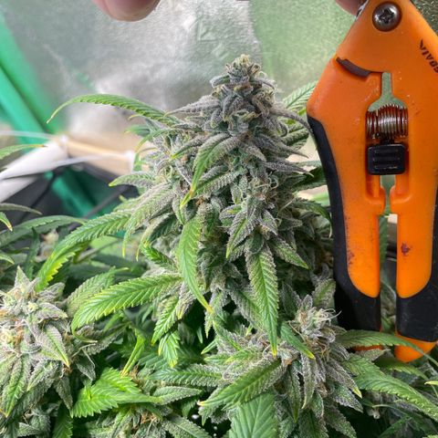 Skywalker Ghost Kush growlog timeline photo