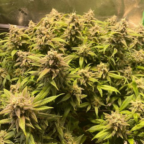 Skywalker Ghost Kush growlog timeline photo