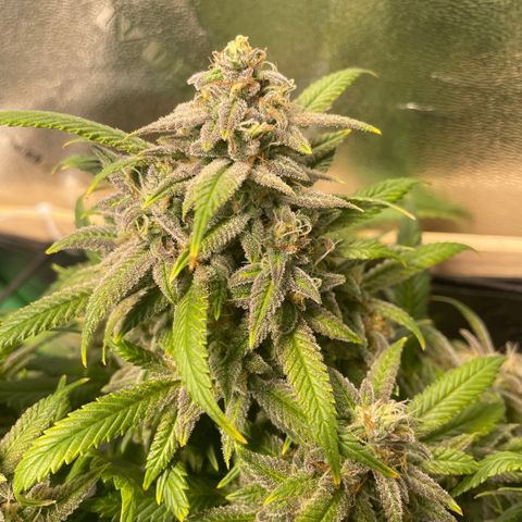 Skywalker Ghost Kush growlog timeline photo