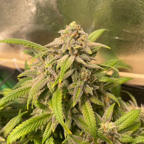 Skywalker Ghost Kush growlog timeline photo