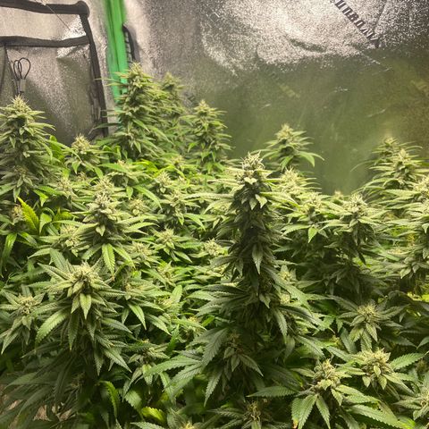 Mystery Seed Sativa growlog timeline photo