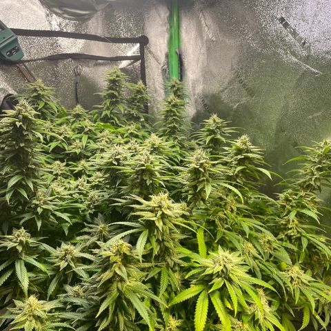 Mystery Seed Sativa growlog timeline photo