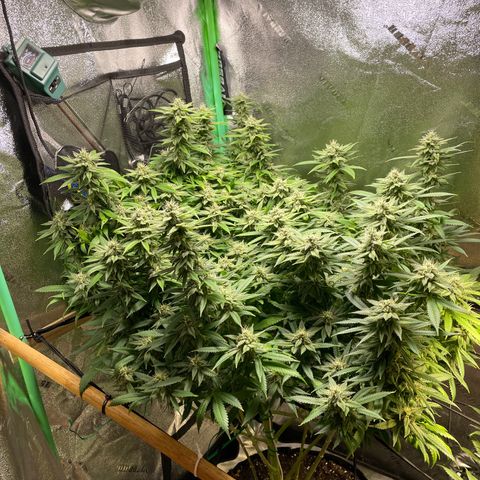 Mystery Seed Sativa growlog timeline photo
